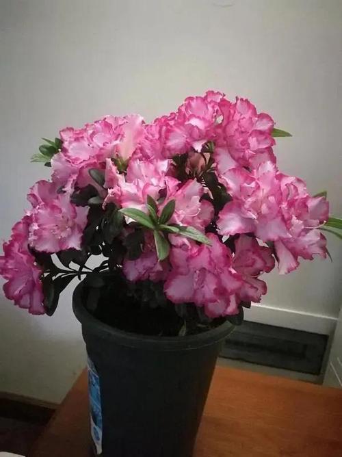 西洋杜鹃和皋月杜鹃哪个好养