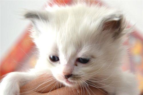 7   8个月的小猫吃多少