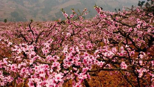 2023年龙泉驿桃花节时间