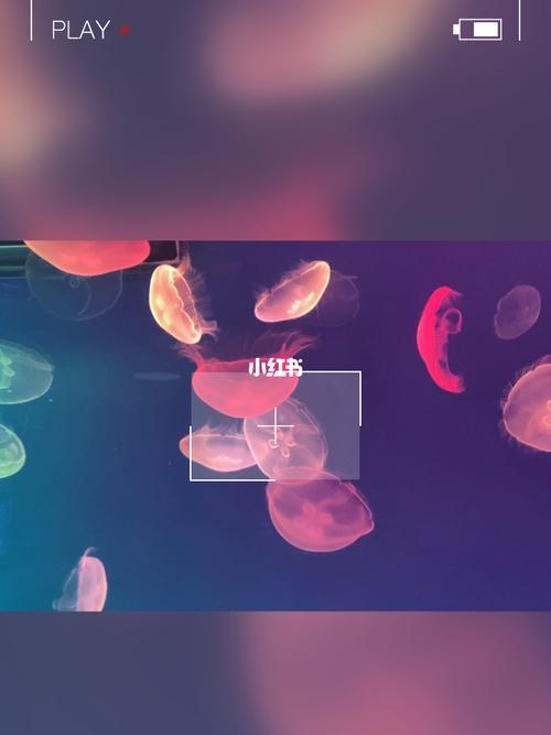 梦幻水母怎么放