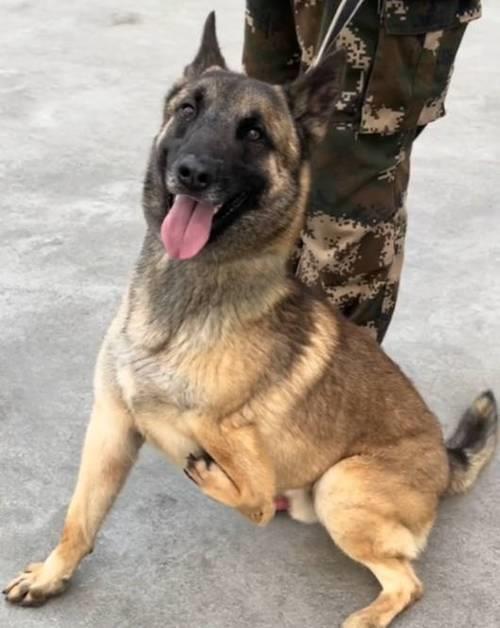 警犬巴顿近况