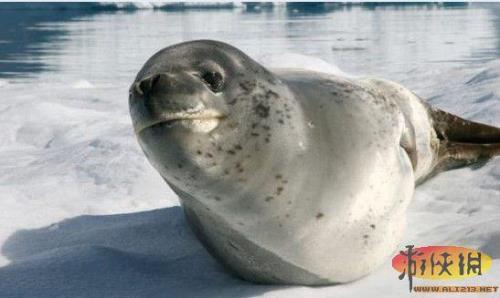 海豚和海豹有什么区别