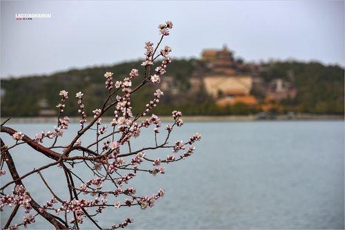 颐和园桃花开时间