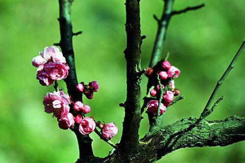 梅花开花过程是什么
