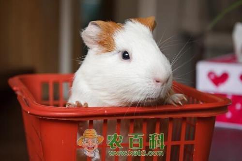 荷兰猪一天吃多少