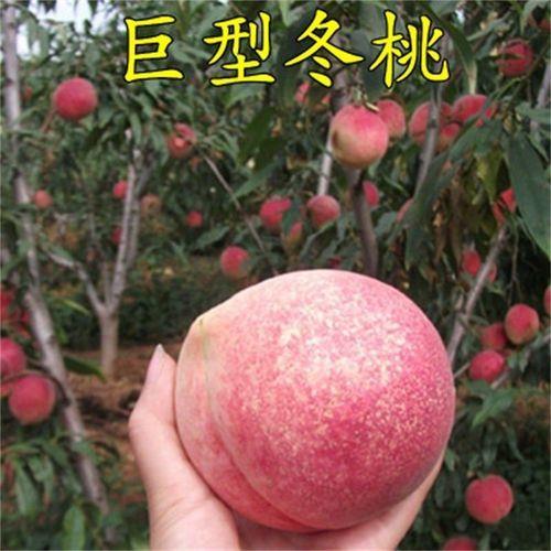 冬桃适合种植的省份有哪些呀