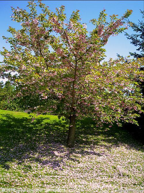 什么树这个季节开花