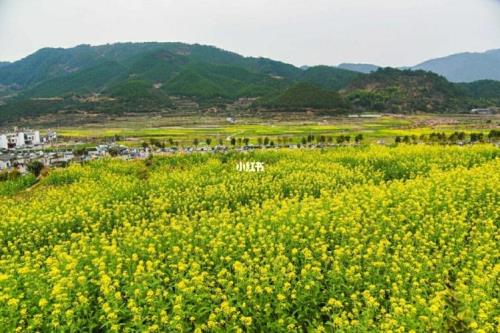 三月份婺源看油菜花穿什么衣服