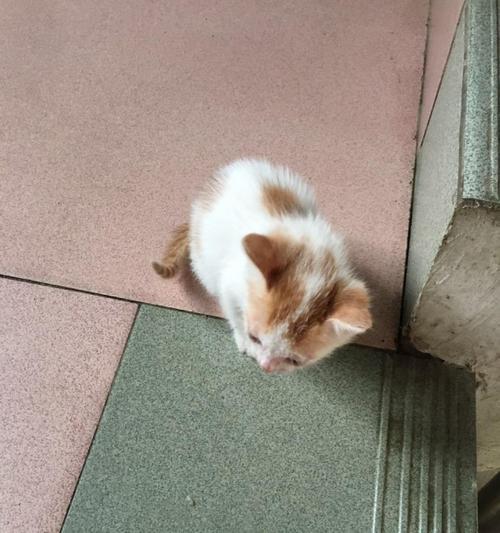 楼上猫乱跑算扰民吗