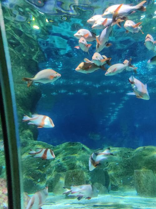 临汾海洋馆和海洋乐园哪个好