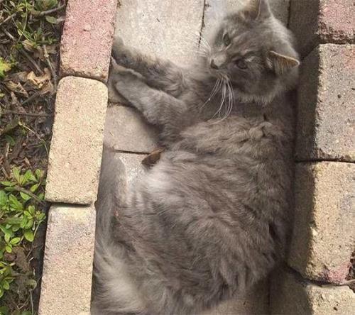 流浪猫被带走十公里能找回来吗