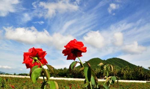 豫东玫瑰谷营业时间