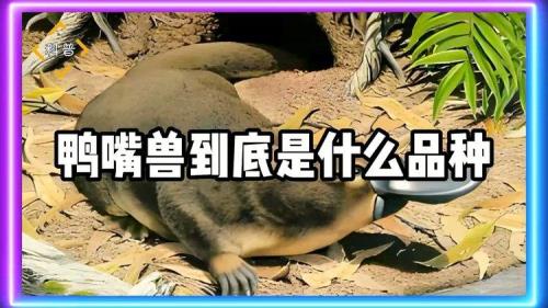 鸭嘴兽蛋挞是什么