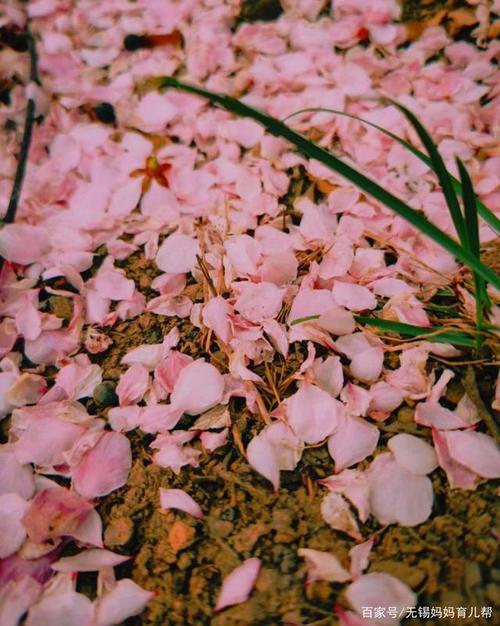 落花无情结局