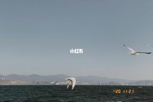 洱海龙龛码头什么时候有海鸥