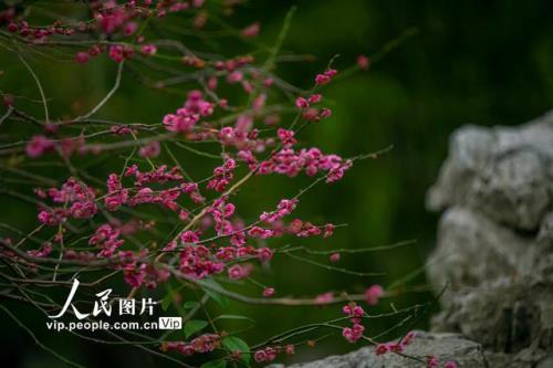 苏州每年几月份花开
