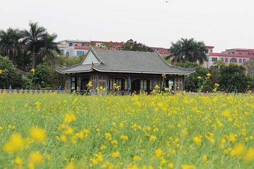 东莞哪个地方有油菜花呀
