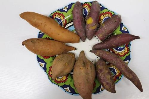 行唐红薯哪的正宗