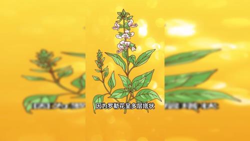 印尼九层塔是什么