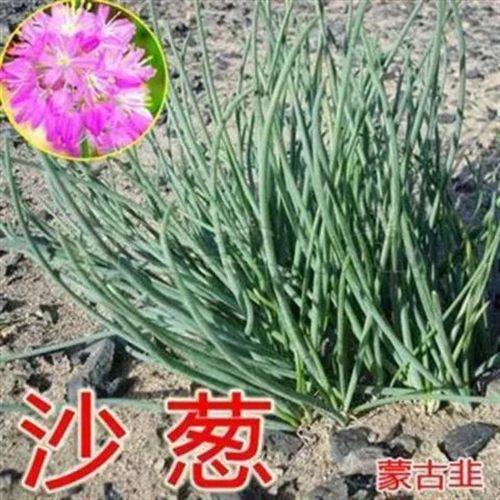 沙葱什么季节最好