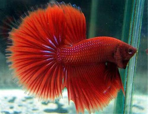 泰国斗鱼都有哪几种