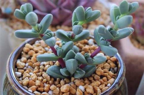 如何分辨植物科属