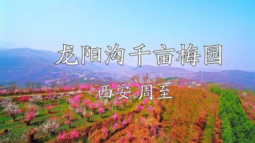 西安周至龙阳沟梅花什么时候开