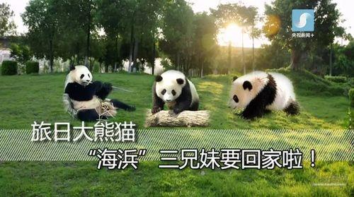 南昌动物园有几只熊猫