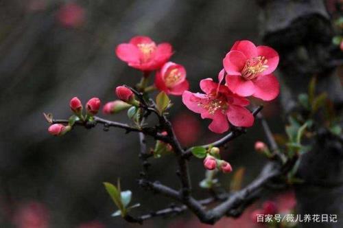 海棠花什么时候开花