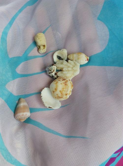 在三亚哪个海滩上可以捡到贝壳