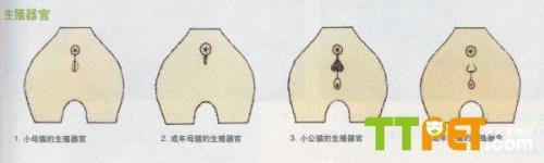 如何区分公猫和母猫
