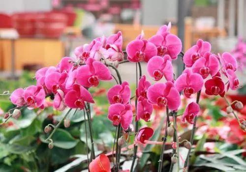 西安春节花市开门时间