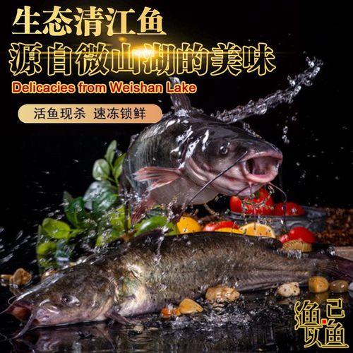 清江鱼和鮰鱼图片区别