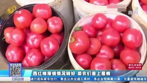 济南济阳哪个村西红柿最多