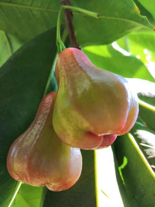 三亚哪里能看到热带水果树