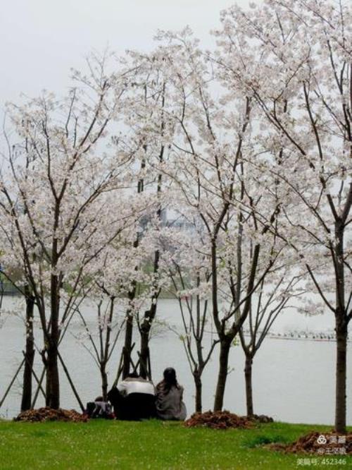 樱花公园宁波开了吗