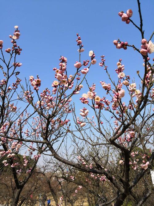 邯郸哪里公园有梅花