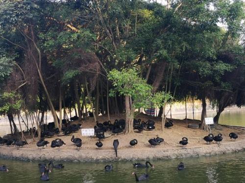 茂名森林公园有多少种动植物