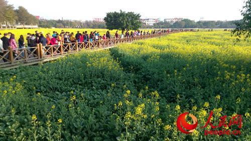 桥头油菜花开放时间