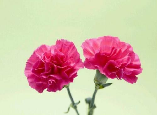 笑笑花语