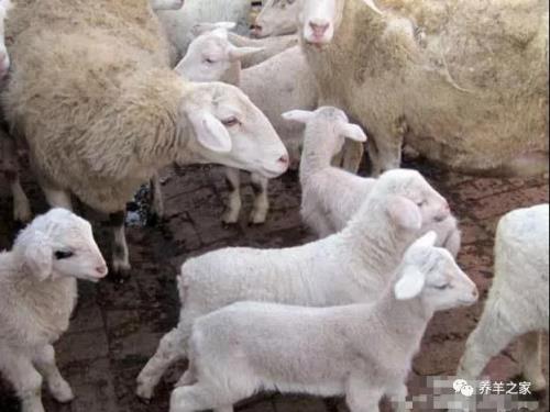 为什么头胎母羊产羔个子小