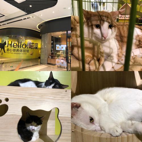 把猫送到广场能活吗