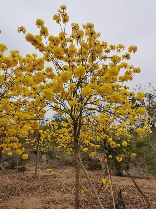 深圳黄花风铃木花最多的地方