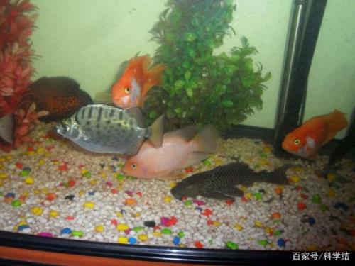 鱼缸里的鱼游的不欢怎么回事