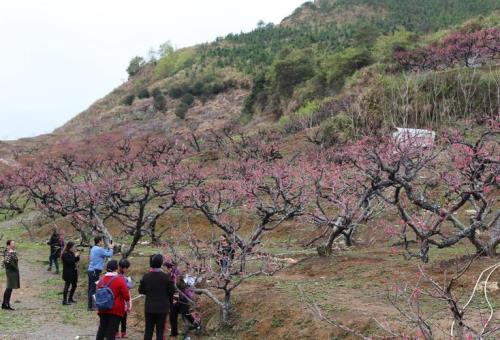 翁源李洞桃花开放时间