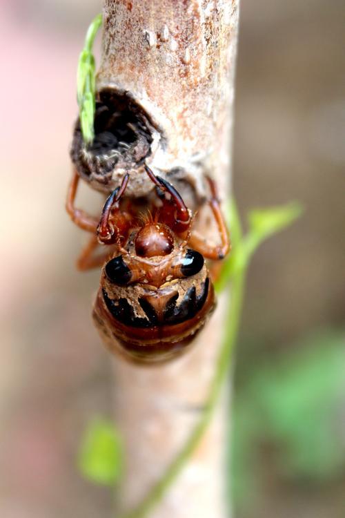 知了起飞为什么有水