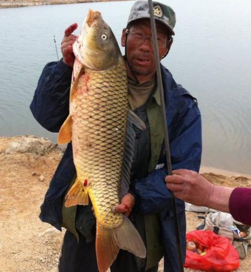 天下鲤野钓怎么搭配