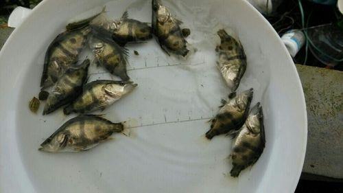 湖南鳜鱼几月份开口最好