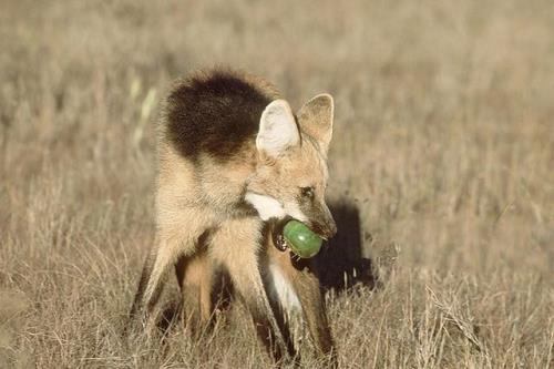 狼的寿命是多长