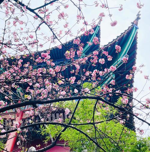 去武汉看樱花穿什么衣服